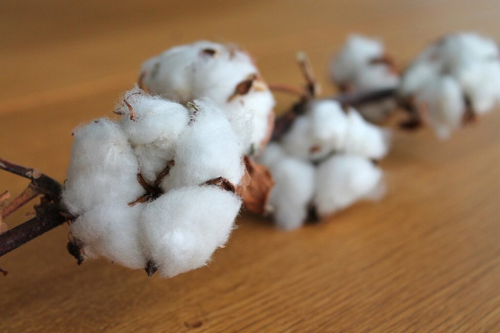 cotton branch, cotton, plant-1271038.jpg